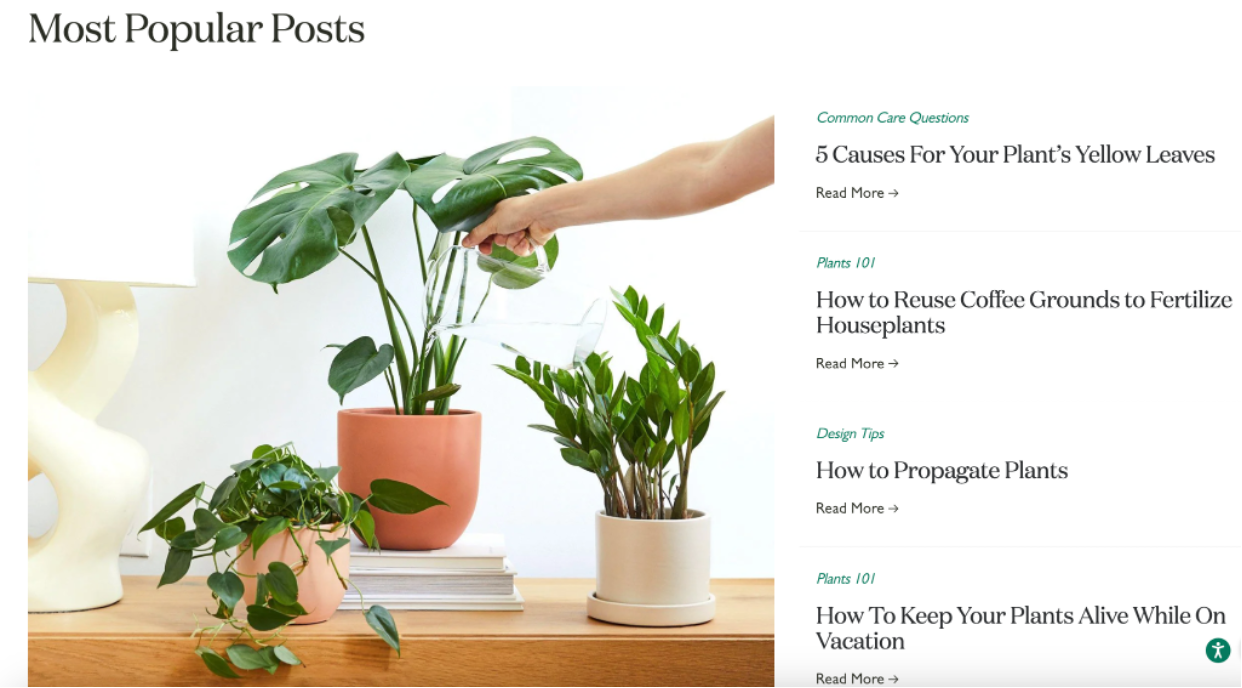 The Sill blog is packed with expert-backed plant care guides, troubleshooting tips, and how-to articles